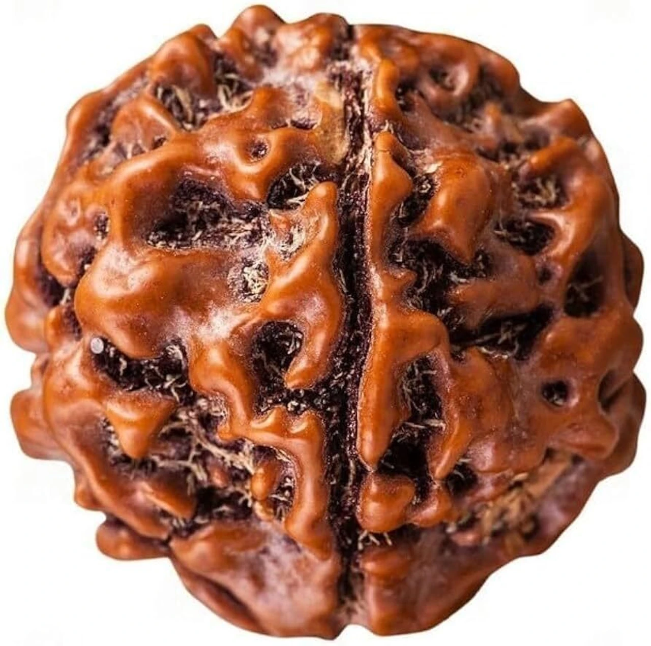 1 Mukhi Rudraksha 1 Pieces(22x18)